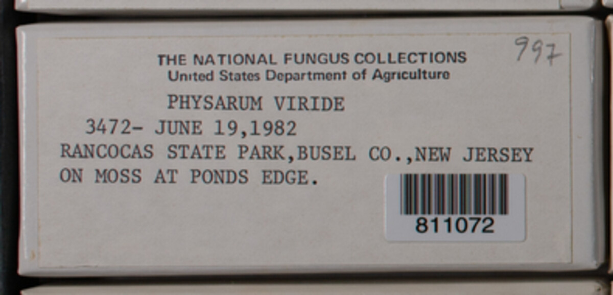 Physarum image